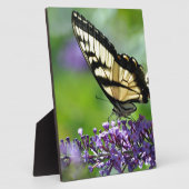 Gelbe und schwarze Schmetterlinge auf dem Lavendel Fotoplatte (Seite)