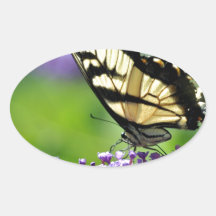 Gelbe und schwarze Schmetterlinge auf dem Lavendel