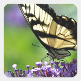 Gelbe und schwarze Schmetterlinge auf dem Lavendel Quadratischer Aufkleber