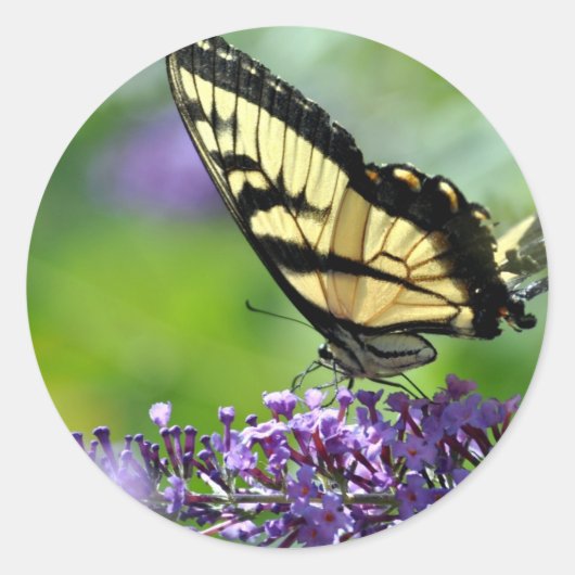 Gelbe und schwarze Schmetterlinge auf dem Lavendel Runder Aufkleber (Vorderseite)