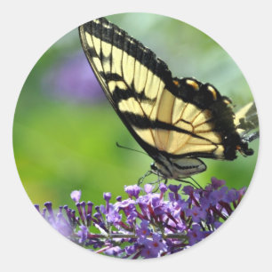 Gelbe und schwarze Schmetterlinge auf dem Lavendel Runder Aufkleber