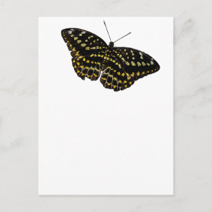 Gelbe und schwarze Schmetterlinge Kunst Zeichnend  Postkarte