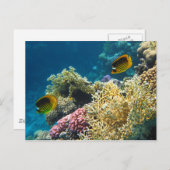 Gelbe und schwarze Schmetterlingsfische Postkarte (Vorne/Hinten)