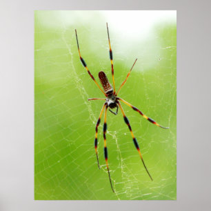 Gelbe und schwarze Spinne (grüner Hintergrund) Poster