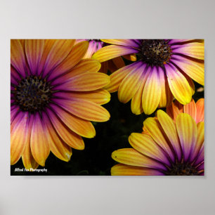 Gelbe und violette afrikanische Gänseblümchen Poster