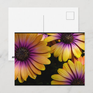 Gelbe und violette afrikanische Gänseblümchen Postkarte