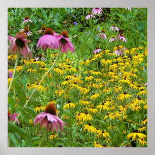 Gelbe und violette Blumen im Garten Poster