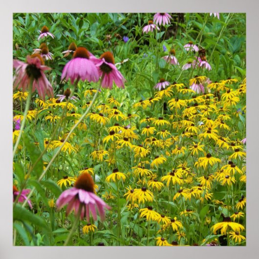 Gelbe und violette Blumen im Garten Poster (Vorne)