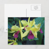 Gelbe und violette Orchideen Postkarte (Vorne/Hinten)