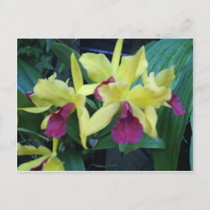 Gelbe und violette Orchideen Postkarte