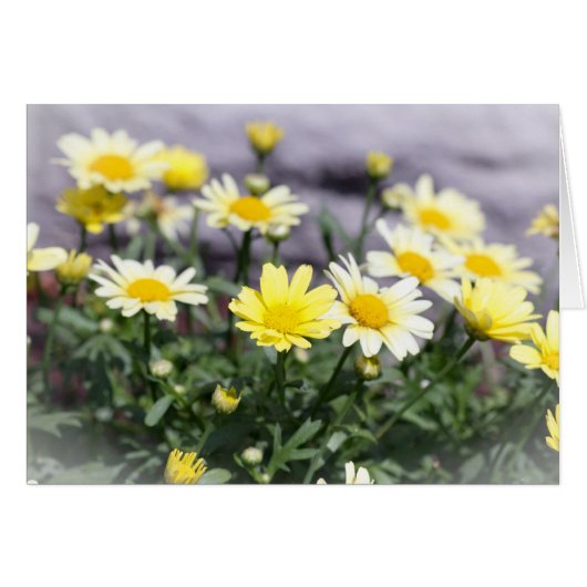 Gelbe und weiße Daisy-Blume (Vorderseite (Horizontal))