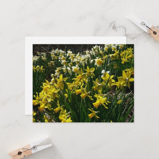 Gelbe und weiße Kleidung Frühlingsblumen Karte (Vorderseite/Rückseite Beispiel)