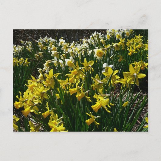 Gelbe und weiße Kleidung Frühlingsblumen Postkarte (Vorderseite)