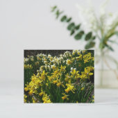 Gelbe und weiße Kleidung Frühlingsblumen Postkarte (Stehend Vorderseite)