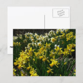 Gelbe und weiße Kleidung Frühlingsblumen Postkarte (Vorne/Hinten)