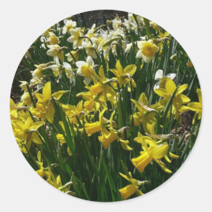 Gelbe und weiße Kleidung Frühlingsblumen Runder Aufkleber