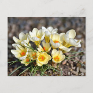 gelbe und weiße Krokusse Postkarte