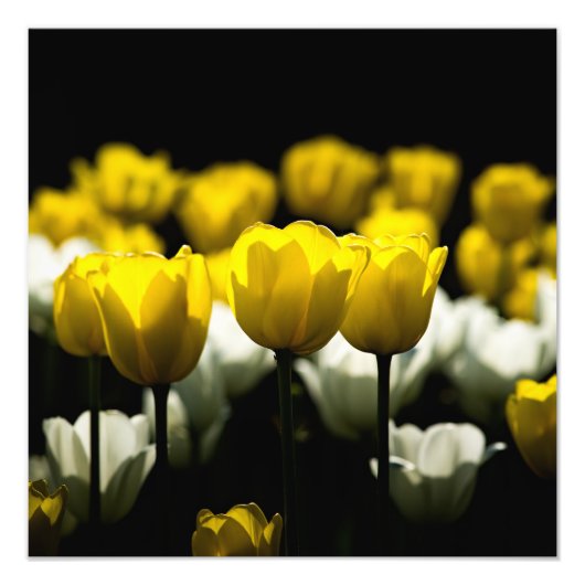 Gelbe und weiße Tulpen Fotodruck (Vorne)