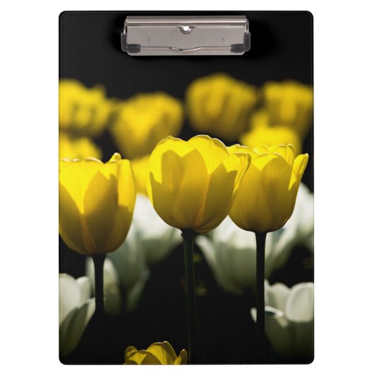Gelbe und weiße Tulpen Klemmbrett (Vorderseite)