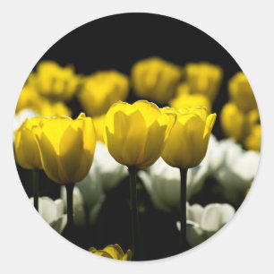 Gelbe und weiße Tulpen Runder Aufkleber