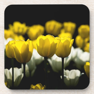 Gelbe und weiße Tulpen Untersetzer