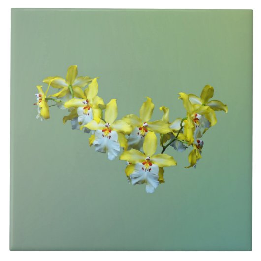 Gelbe und weiße Vuylstekearen Fliese (Vorderseite)