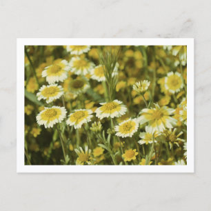 Gelbe und weiße Wildblumen Sonnenblumen Postkarte