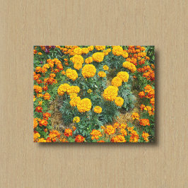 Gelbe und zweifarbige Tagetes in einem Blumengarte Leinwanddruck