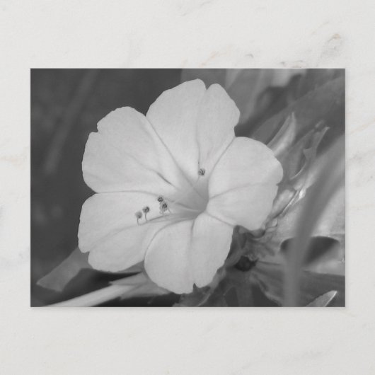 Gelbe vier Uhr Postkarte (Vorderseite)