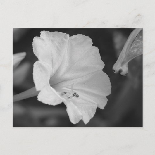 Gelbe vier Uhr Postkarte (Vorderseite)