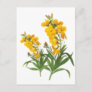 Gelbe Vintage-Blumen - botanische Illustration Postkarte