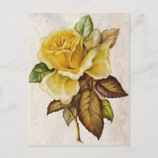 Gelbe Vintage Rose Postkarte (Vorderseite)