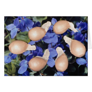 Gelbe violette Blumen der Samen (Viola