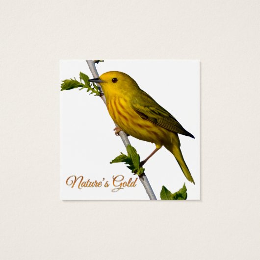 Gelbe Warbler "Nature's Gold" gedruckte Kunstkarte (Rückseite)