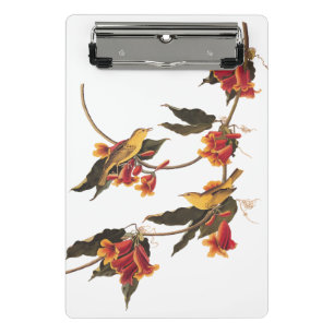 Gelbe Warbler-Schwangvögel auf blühender Kreuzung Mini Klemmbrett