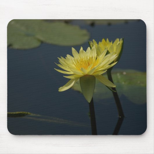Gelbe Wasserlilie Mousepad (Vorne)