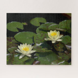 Gelbe Wasserlilien Jigsaw Puzzle