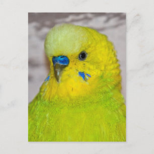 Gelbe Wellensittich-Postkarte Postkarte