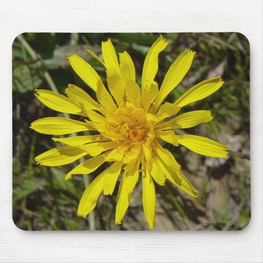 Gelbe Wildblume F21 Schmal-leaved Falke-Bart Mousepad (Vorne)