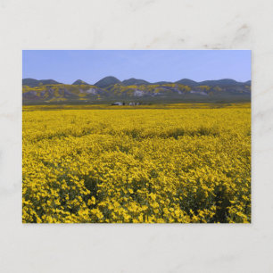Gelbe Wildblume Postkarte
