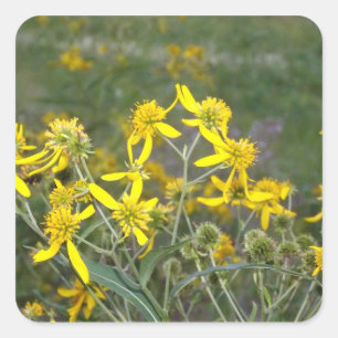 Gelbe Wildblume Quadratischer Aufkleber