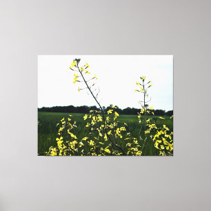 Gelbe Wildblumen auf offenem Feld Leinwanddruck