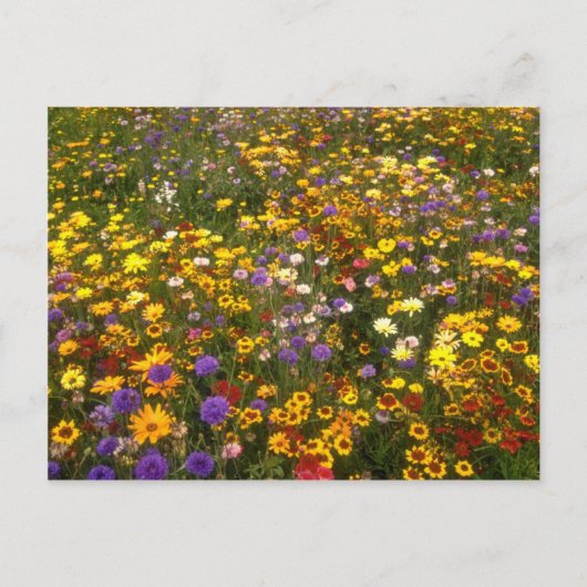 Gelbe Wildblumen Blume Postkarte (Vorderseite)