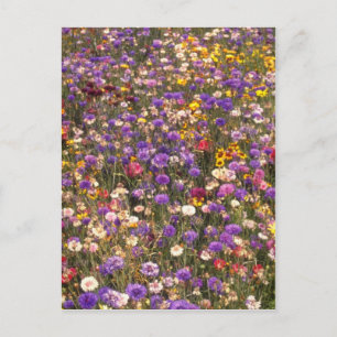 Gelbe Wildblumen Blume Postkarte