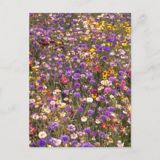 Gelbe Wildblumen Blume Postkarte (Vorderseite)