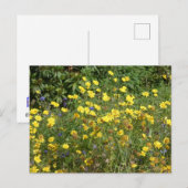 Gelbe Wildblumen DICKE Postkarte (Vorne/Hinten)