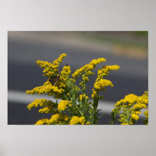 Gelbe Wildblumen mit Butterfly-Poster Poster