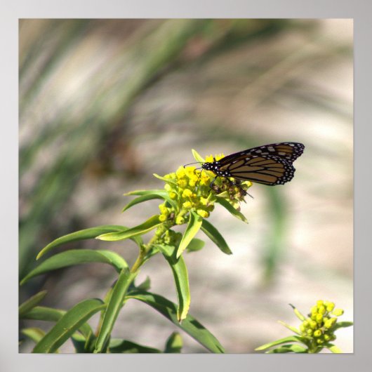 Gelbe Wildblumen mit Butterfly-Poster Poster (Vorne)