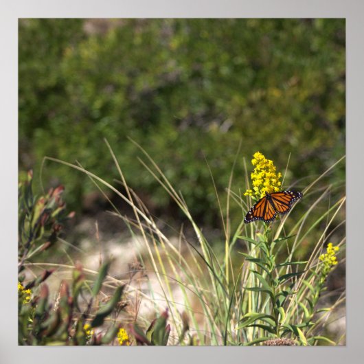 Gelbe Wildblumen mit Butterfly-Poster Poster (Vorne)