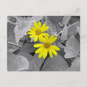 Gelbe Wildblumen Naturfotografie Postkarte
